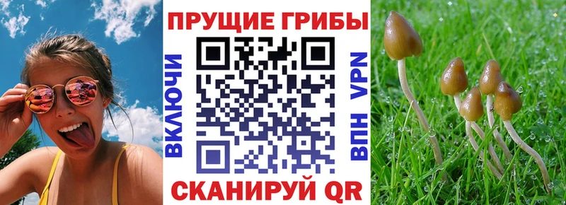 Псилоцибиновые грибы Cubensis  хочу наркоту  Арсеньев 